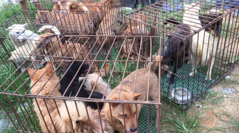 Yulin Dog Meat Festival kicked off, more than 10,000 expected to be ...