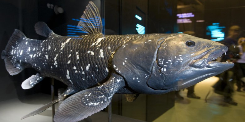 Arriba 41+ imagen extinct fossil fish - Abzlocal.mx