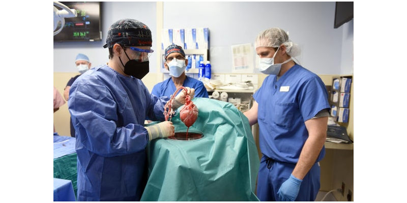 Surgeons transplant the heart of pig into dying human patient.